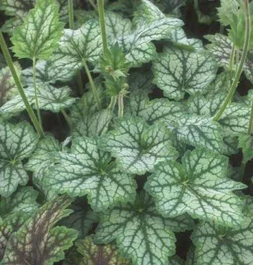 11. Heuchera americana