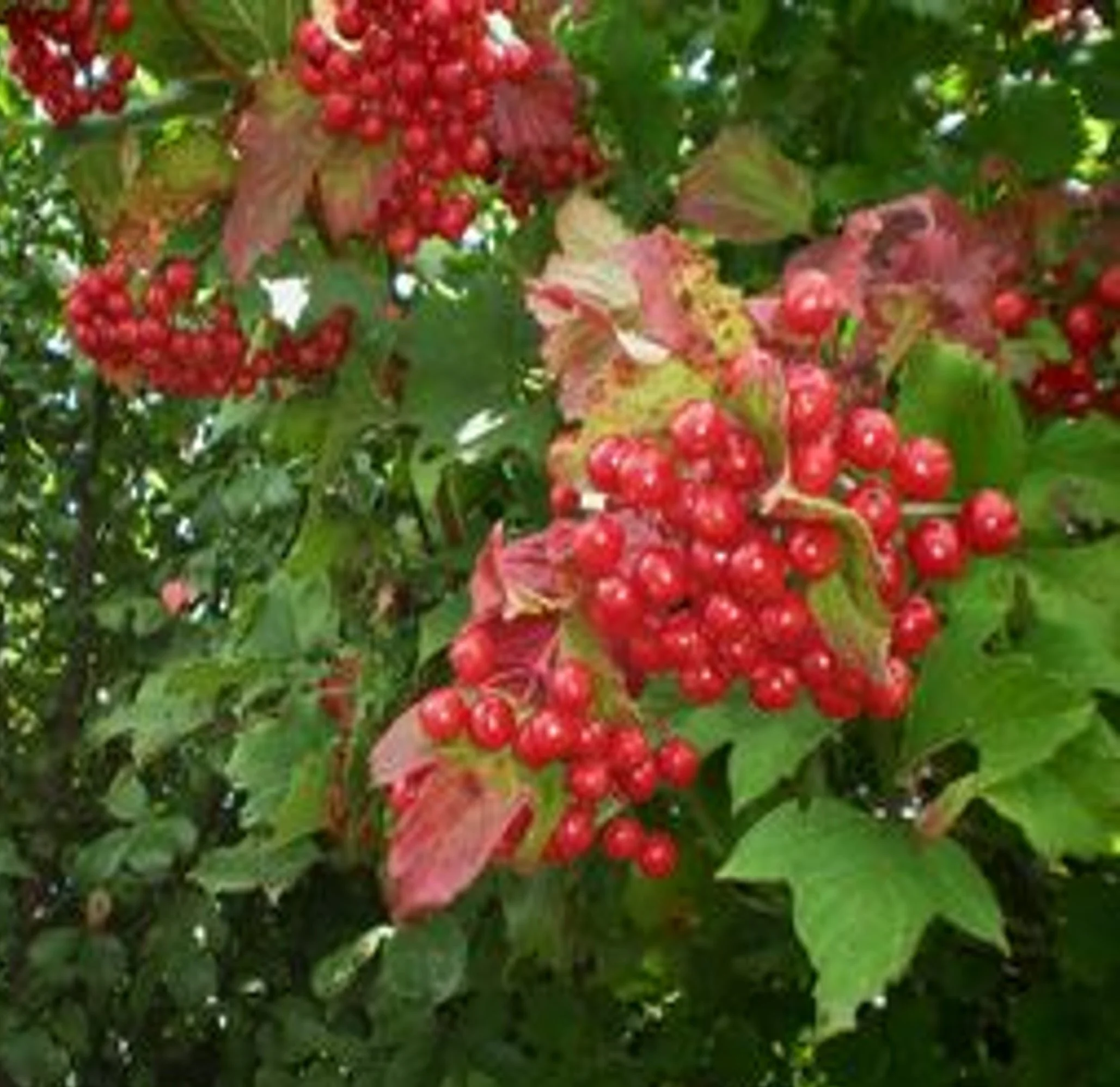 50. Viburnum opulus var. americanum  'Wentworth'