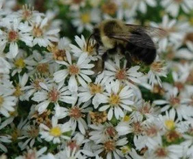 32. Symphyotrichum ericoides 'Snow Flurry'
