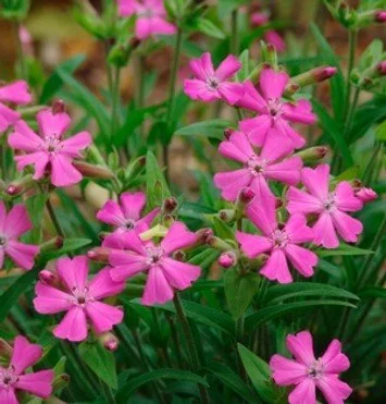 21. Silene caroliniana var. wherryi 'Short & Sweet'
