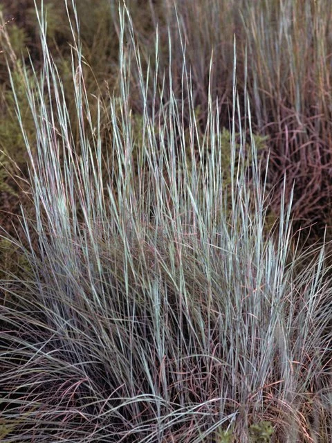 35. Schizachyrium scoparium