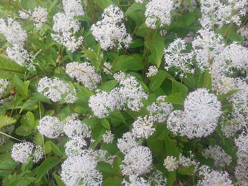 39. Ceanothus americanus