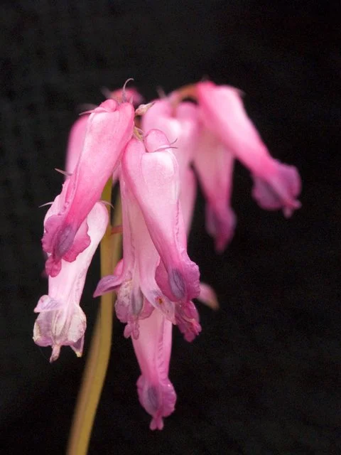 7. Dicentra eximia