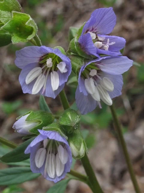 19. Polemonium reptans