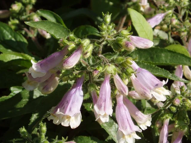 16. Penstemon hirsutus var. pygmaeus