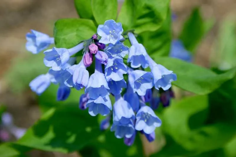 13. Mertensia virginica