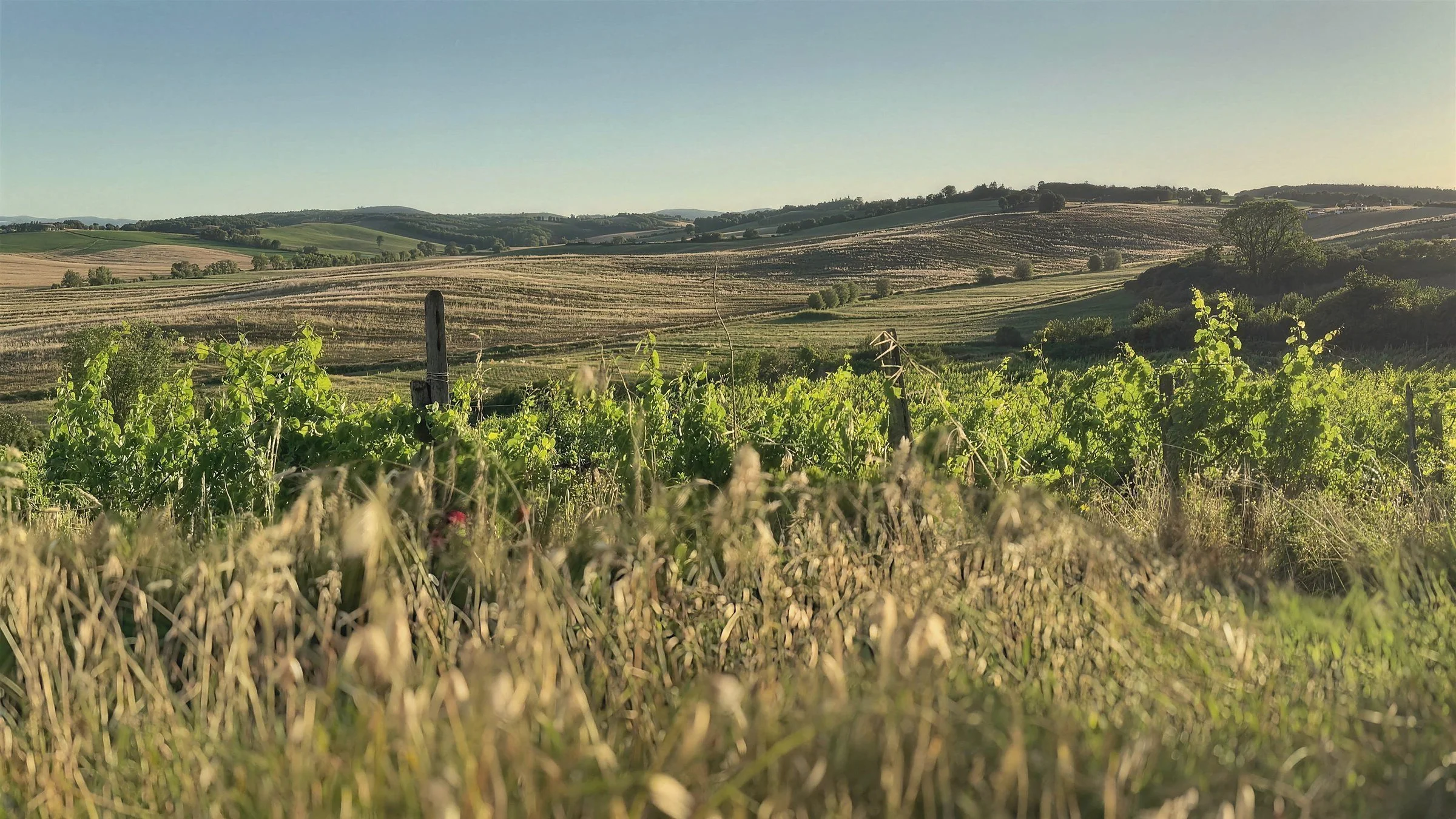 colombaia-vineyard-landscape-mobile-fallback.jpg