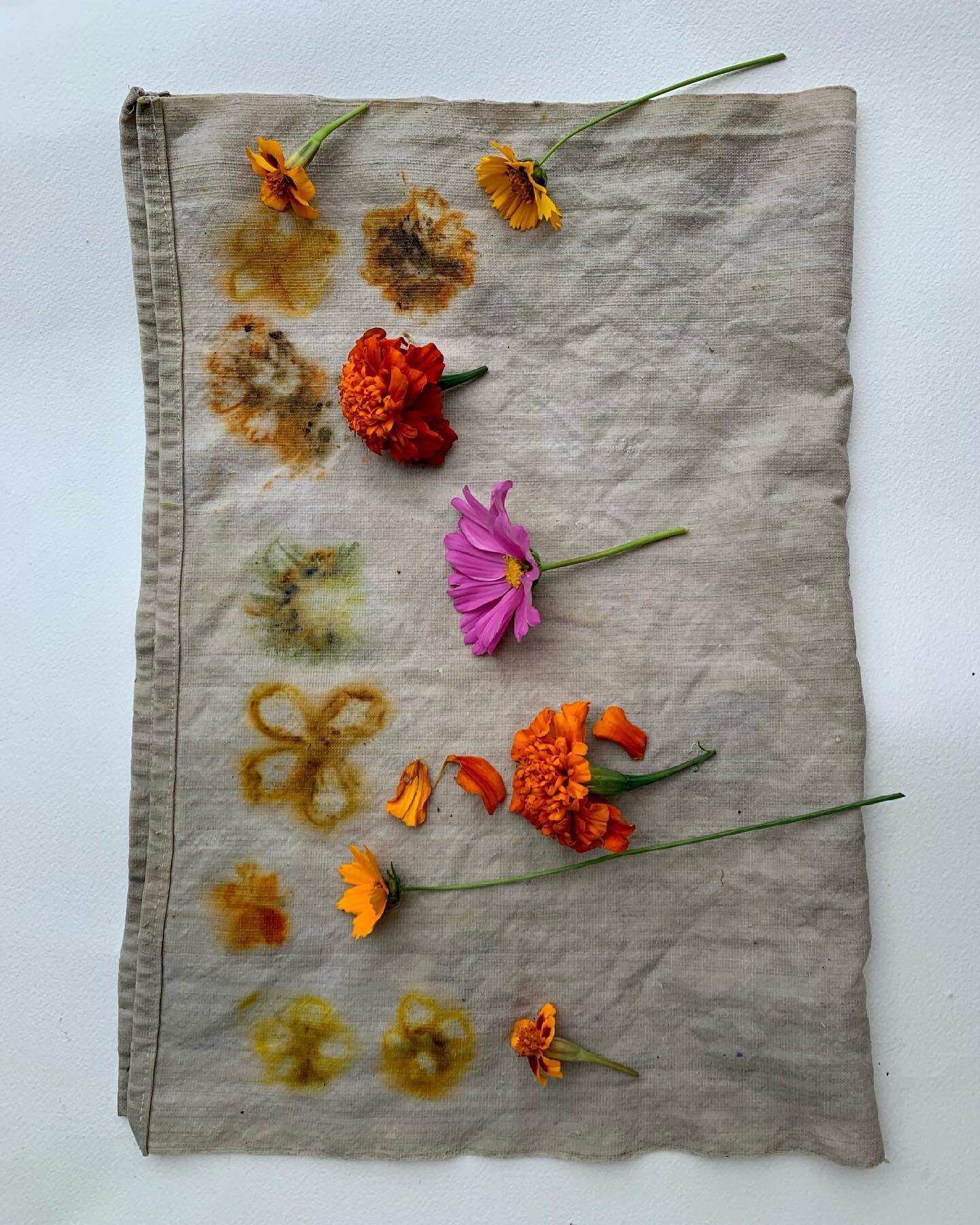 Testing flowers from my garden on hand woven hemp cloth from @botanicalcolors✨