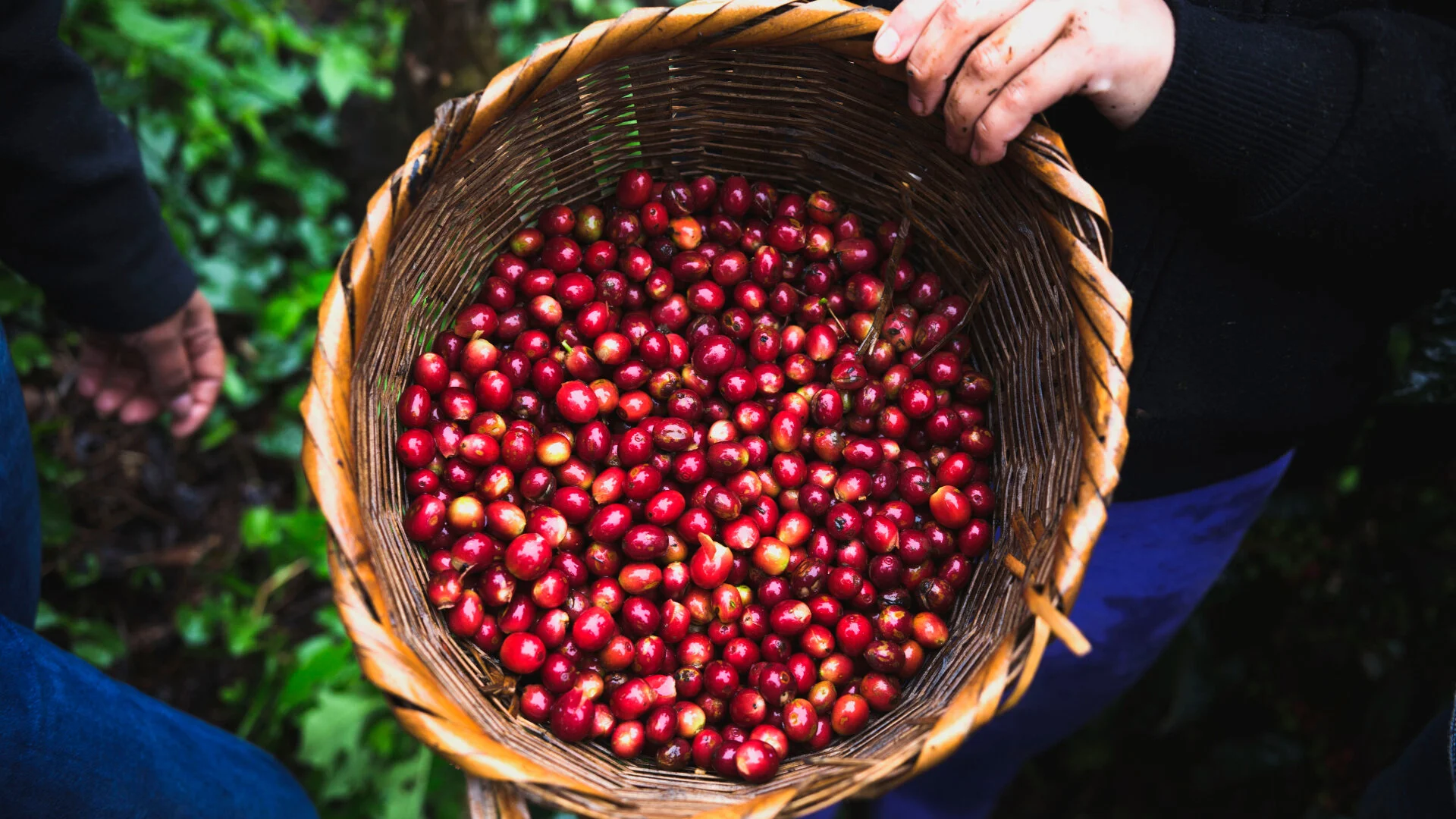 Sustainability — Safai Coffee