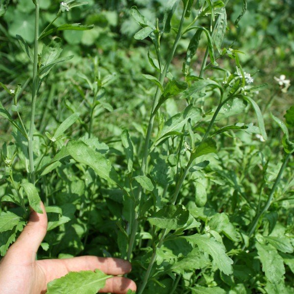 Garden Cress Plant Pods