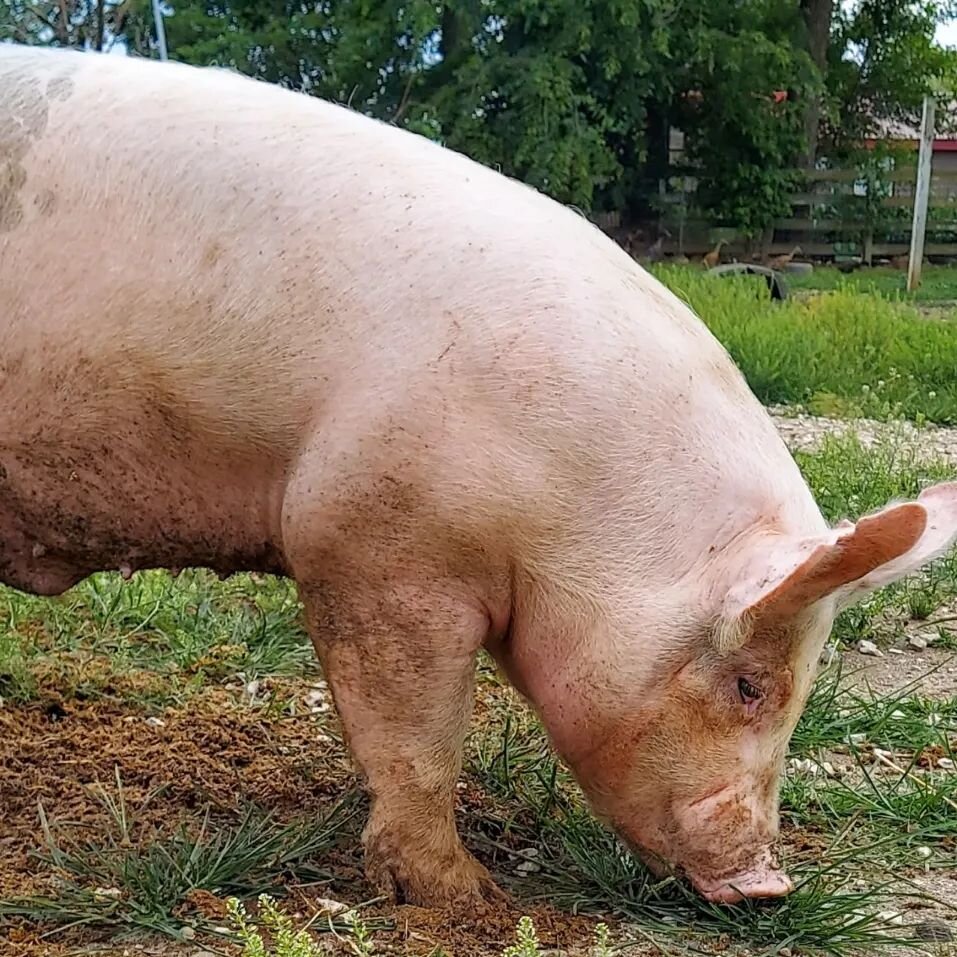 From our family to yours have a safe and happy 4th of July! 🇺🇲🦅

#4thofjuly #heritagebreed #homestead #hoosierhomesteaders #homesteadersofinstagram #farm #familyfarm #farmtotable #pigsofinstagram #pig #showpig #celebrate