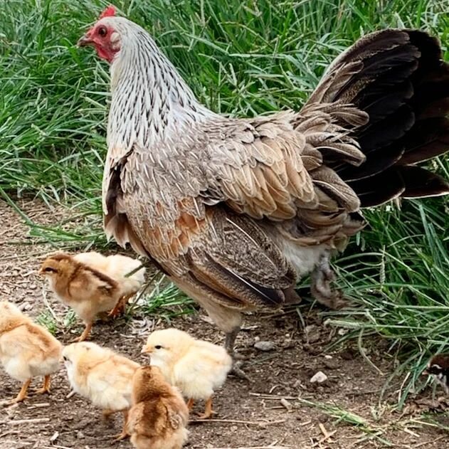 Family walk 💚
#chickensofinstagram #chickhatching #chick #hen #homestead #homesteadersofinstagram #hoosierhomesteaders #homesteading #familyfarm #farm #igfarm #farmfresh