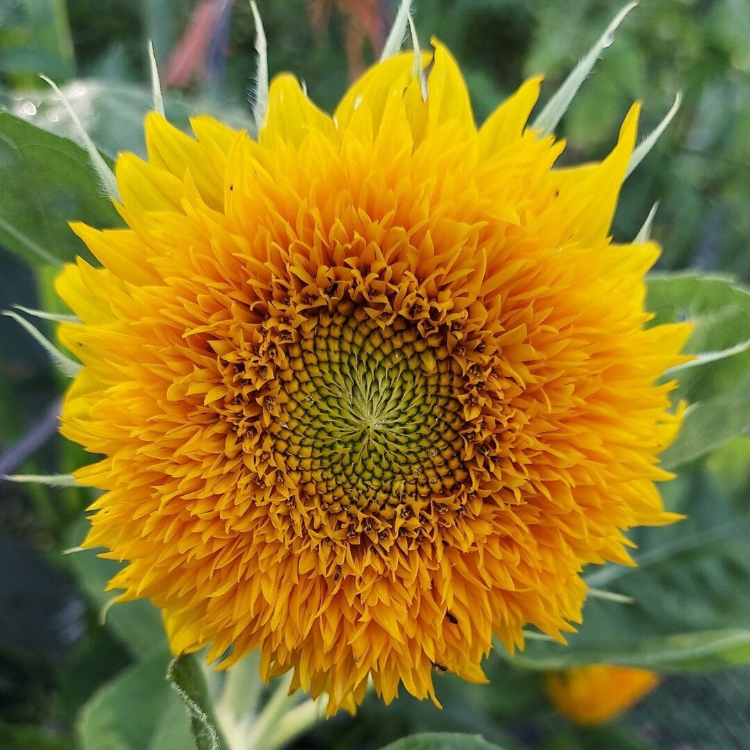 As our gardens wind down, our harvesting does not stop! Currently we are harvesting seeds for our seed bank and to sow and sell next season! 

#sunflower #flowers #farm #familyfarm #hoosierfarm #homesteadersofinstagram #homesteadersofig #hoosierhomes