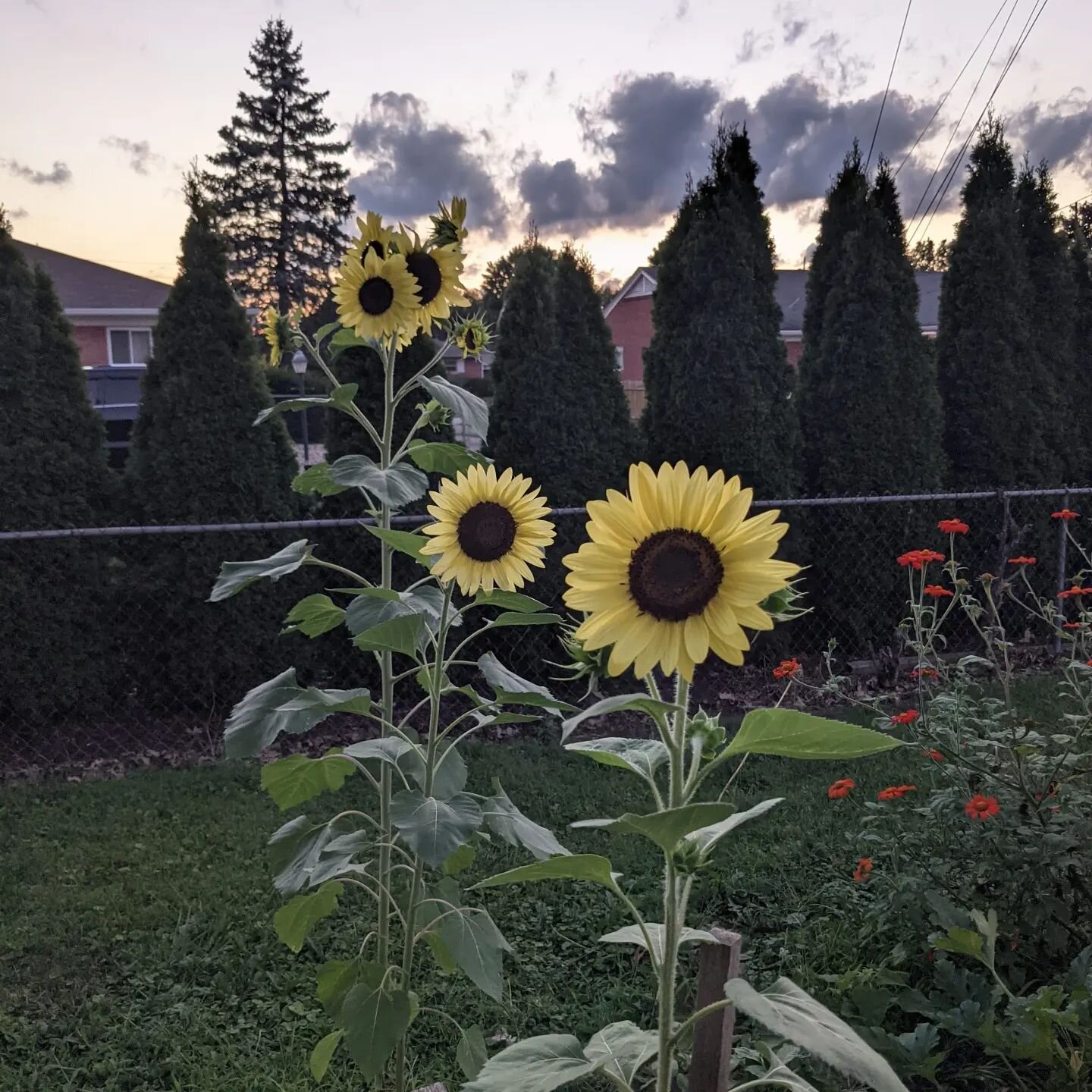 End of summer blooms from one of our satisfied seed bank customers

#summer #august #sunflower #mexicansunflower #pollinatorgarden #pollinatorfriendly #pollinatorfriendlygardening #homesteadersofinstagram #homestead #heritagefarm #growyourownfood #gr