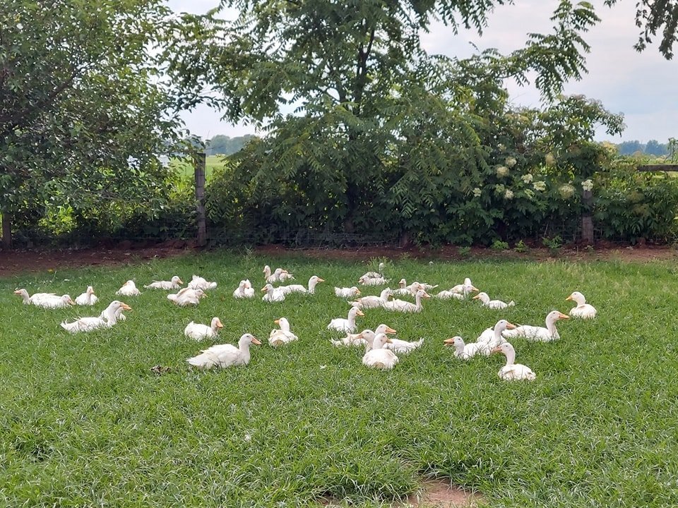 Aylesbury Duck Hatching Eggs