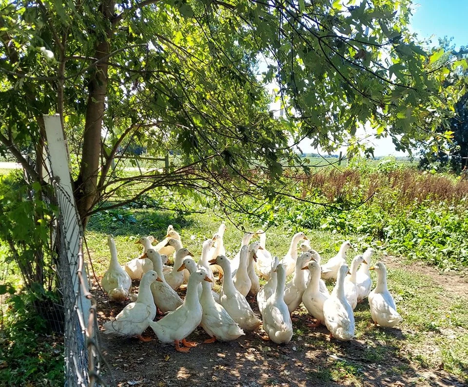 Pekin Duck Hatching Eggs