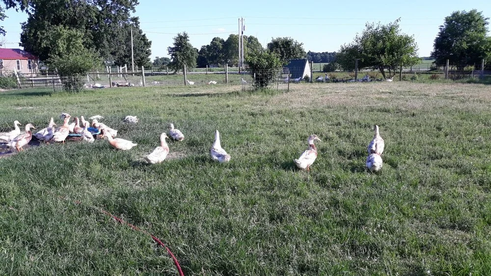 Saxony ducks foraging on lush green pasture