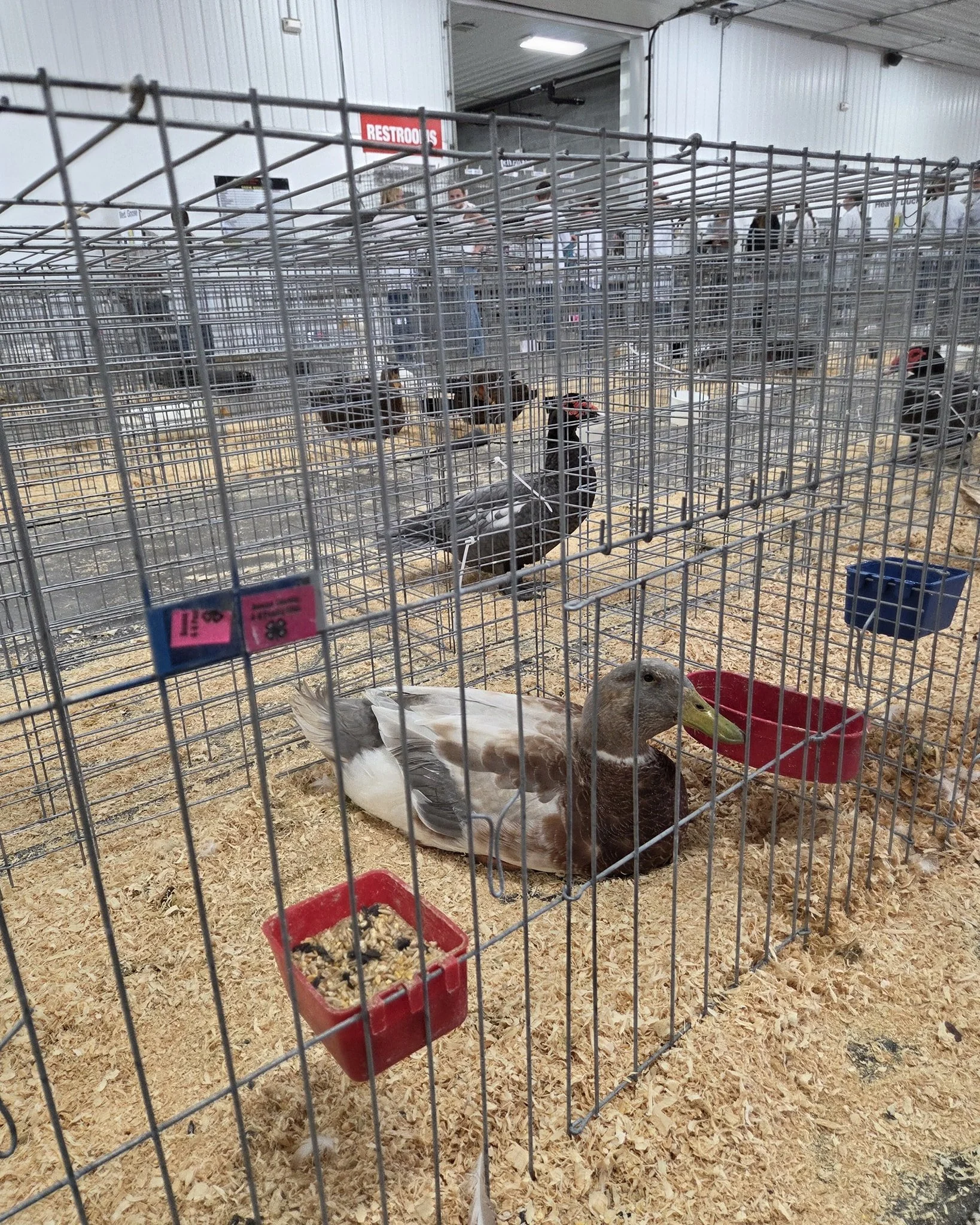 Saxony Duck Hatching Eggs