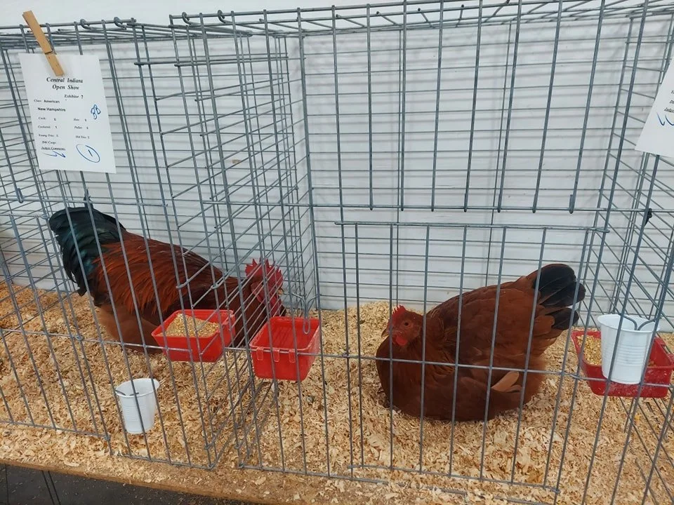 New Hampshire Chicken Hatching Eggs