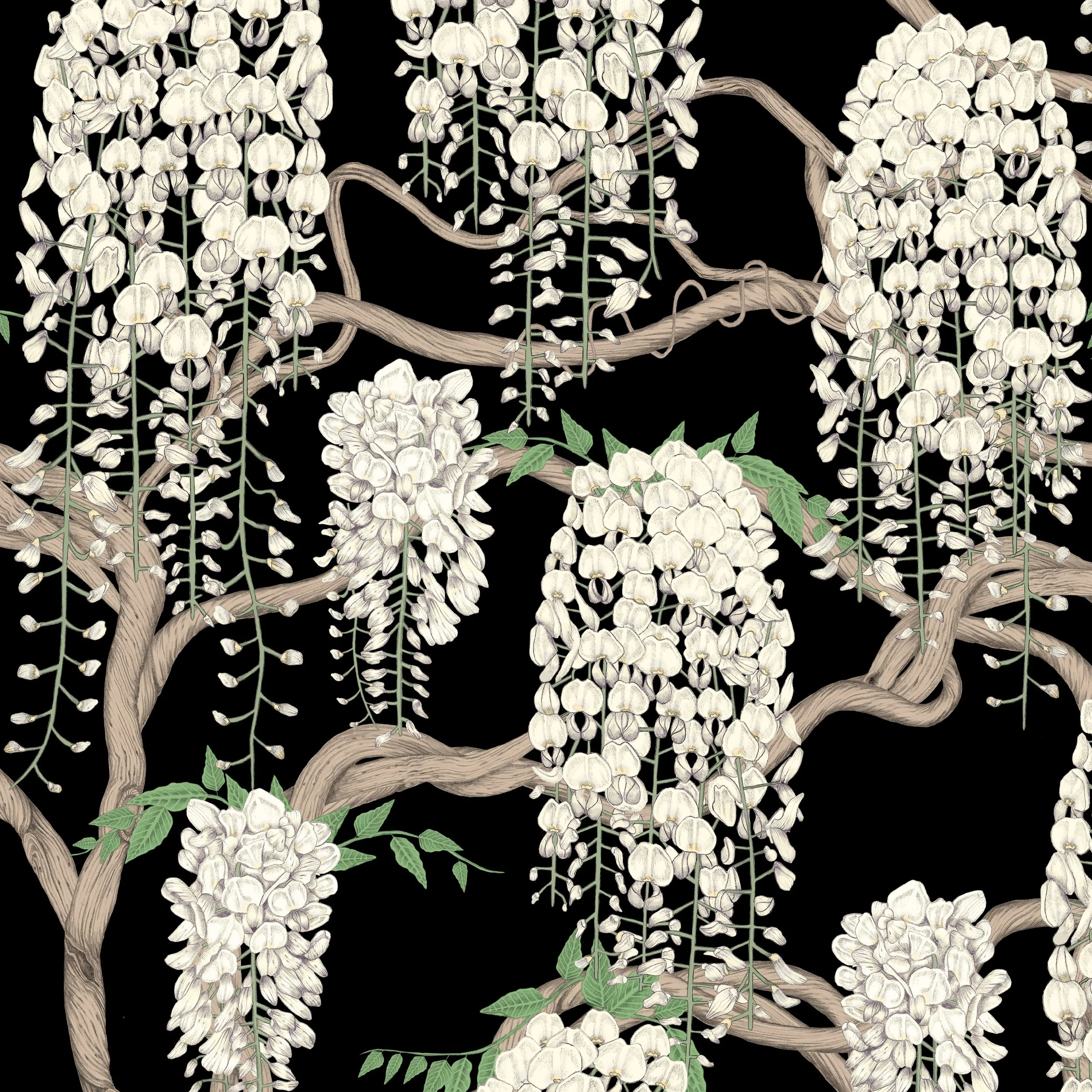 WISTERIA LANE IN BLACK SANDS