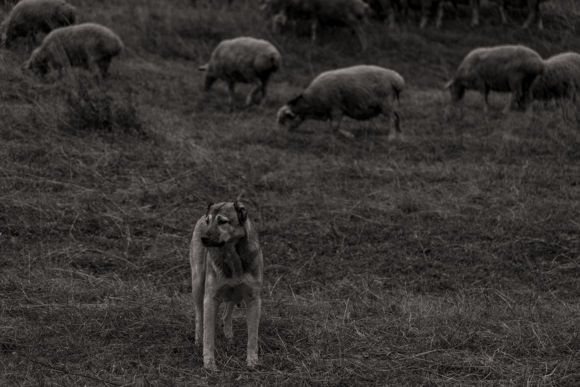 DSC_3222.jpg
