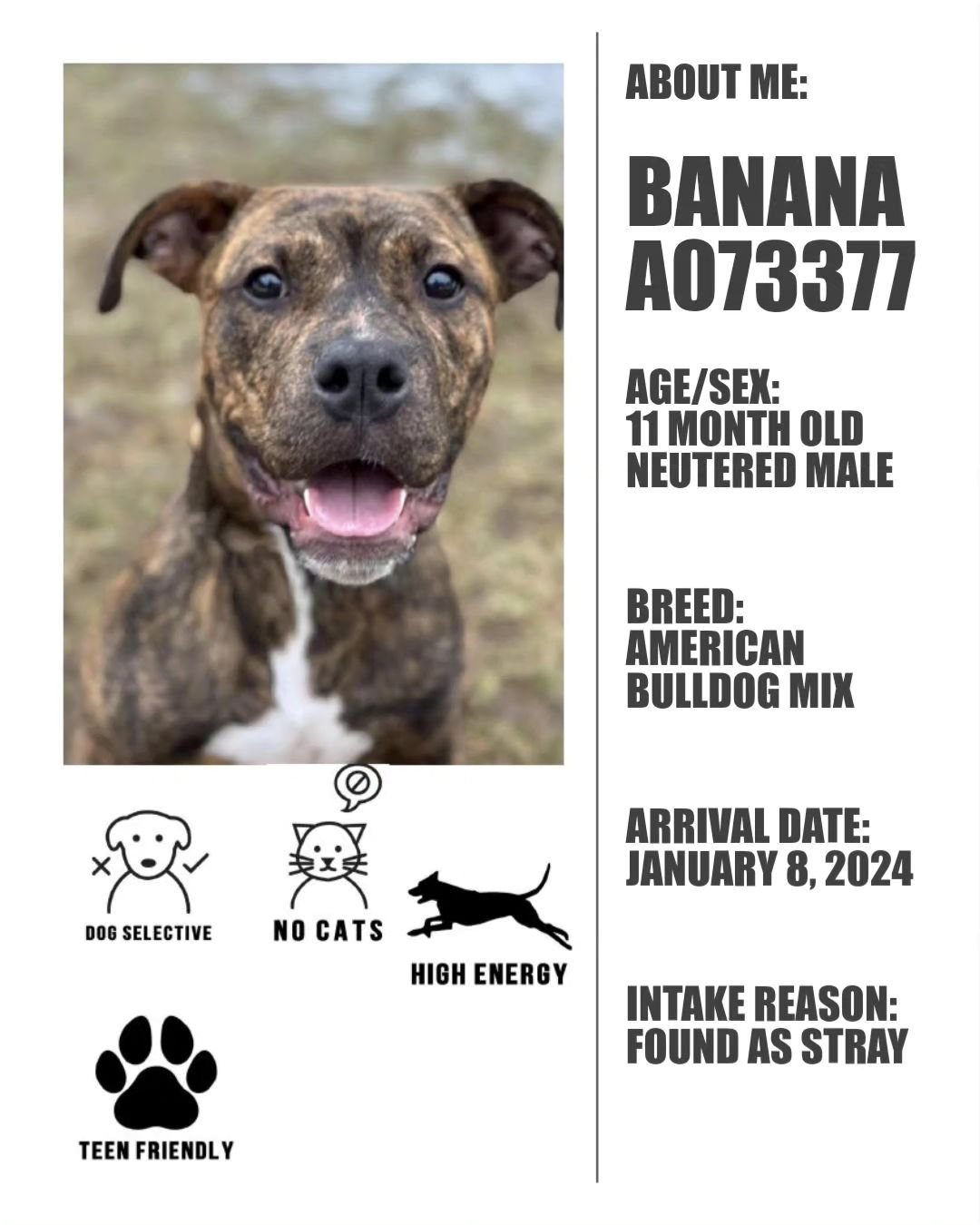 It's race week which means we are highlighting an adoptable animal from Oshawa Animal Services!

This is Banana! Banana is a high energy, sweet pup. He is currently in a foster home receiving some training and is learning to walk well, settle in his 