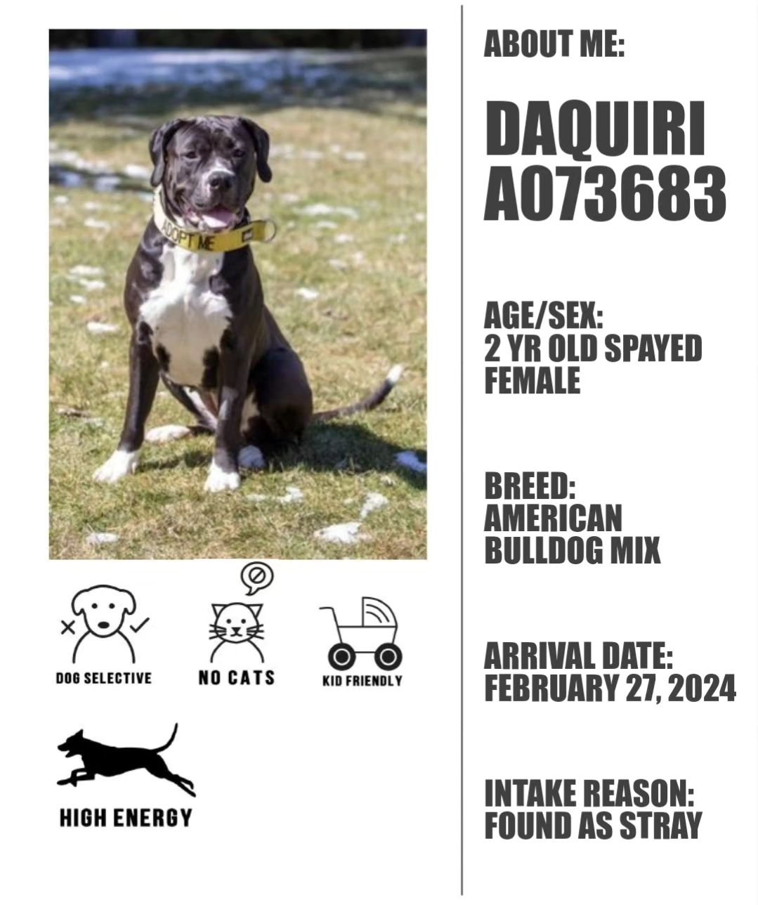 This Race Week we want to highlight Daquiri!

Daiquiri is currently offsite staying at Mutt Manners, (friends of Oshawa Animal Services!). 

Daiquiri is an example of a dog that struggles showing her beautiful self in the shelter environment, and tha