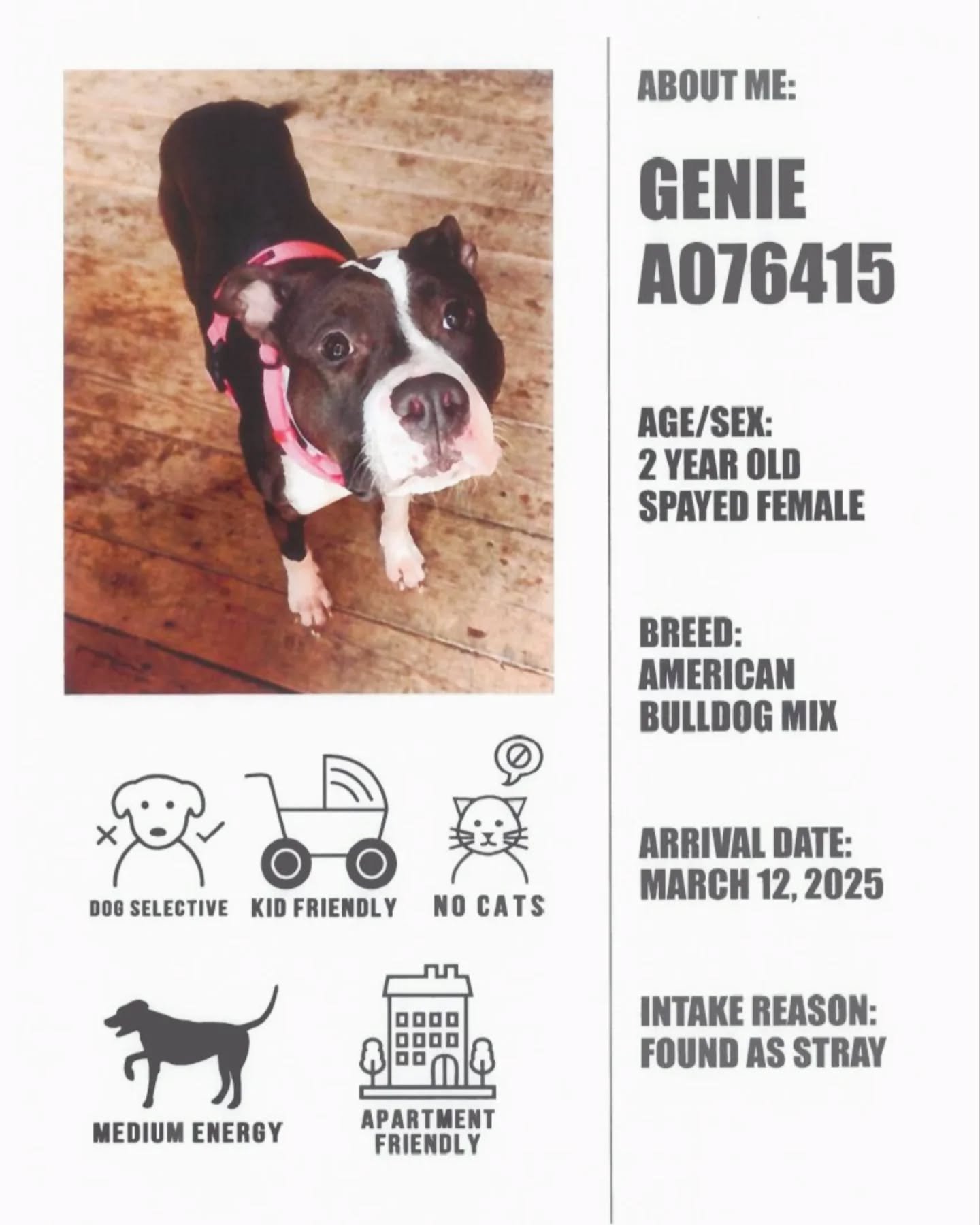 We are very happy to be partnering with Oshawa Animal Services again this year to promote the amazing work they do. Like last year, we will be highlighting an adoptable dog on every one of my race weeks in hopes to spread the word and help find these
