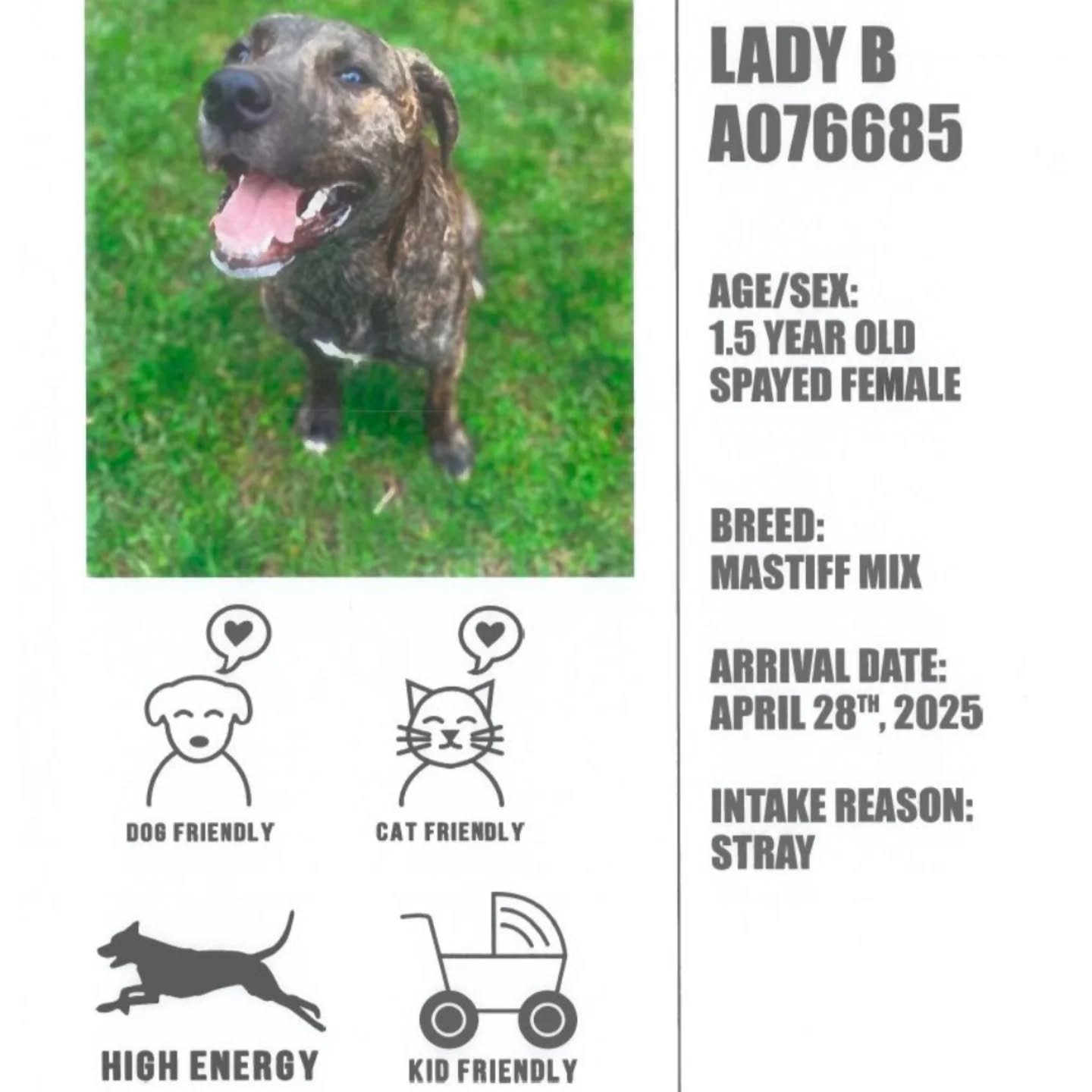 This race week, along with Oshawa Animal Services, we want to highlight Lady B!!
Lady B is a super sweet and energetic mastiff mix. At 1.5 years old she still has a lot puppy energy! She would be a great addition to a busy family and would do well