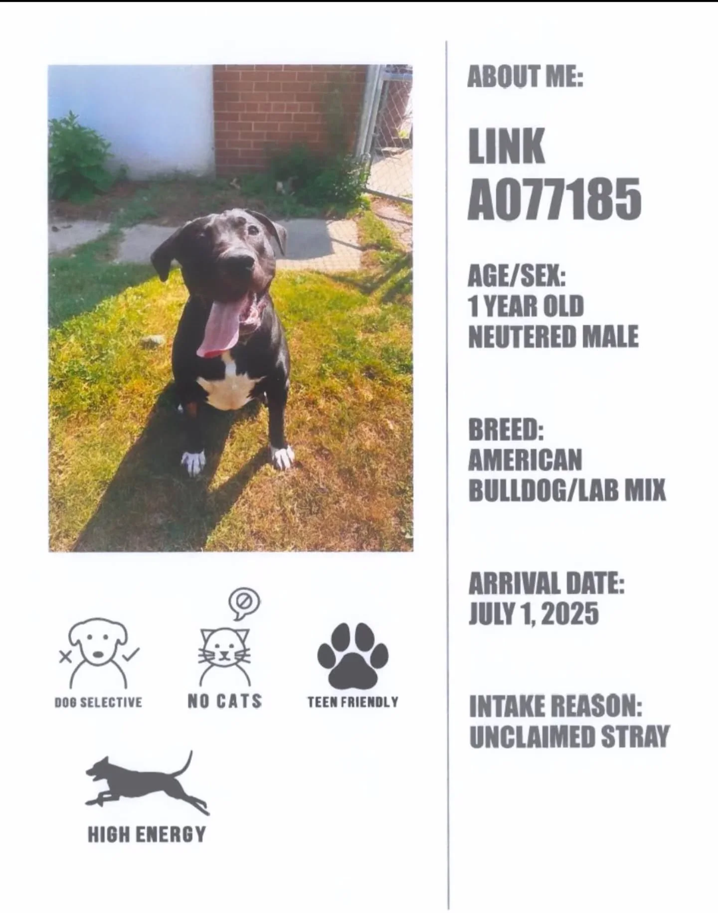 Meet Link, our featured adoptable dog at Oshawa Animal Services this race week!πΎπ
Link is a large pup with a larger-than-life personality and an even larger heart! He’s full of love, enthusiasm, and always ready to meet new friends.
Link h