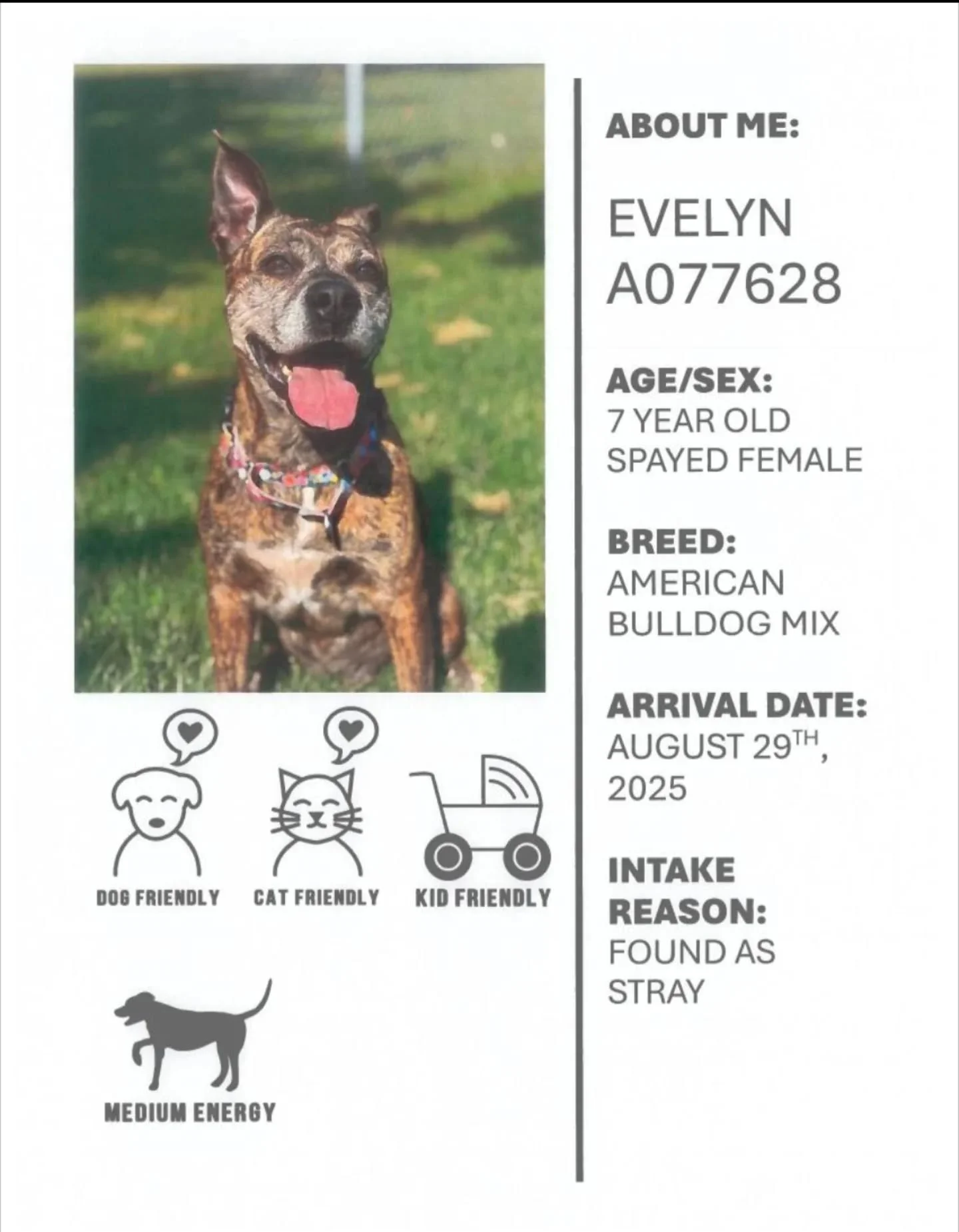 This race week, with Oshawa Animal Services, we would like to promote Evelyn!
Evelyn is the sweetest girl. She absolutely loves people and seems to like other dogs as well! At 7 years old she is a senior gal and with that comes a very loving and gen