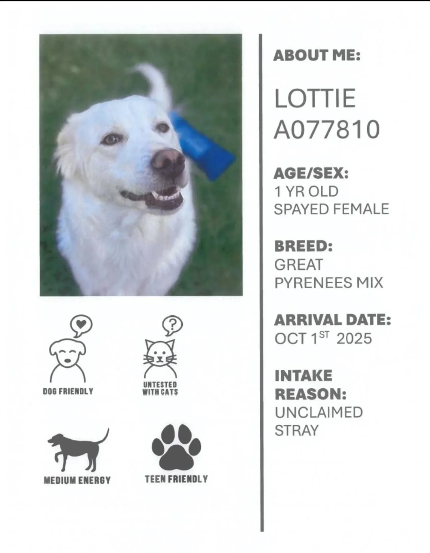 This race week, with Oshawa Animal Services, we want to highlight Lottie!
Lottie just recently came to OAS as a stray. She was very scared and nervous when she first arrived at the shelter but she has warmed up quickly and is showing her personali