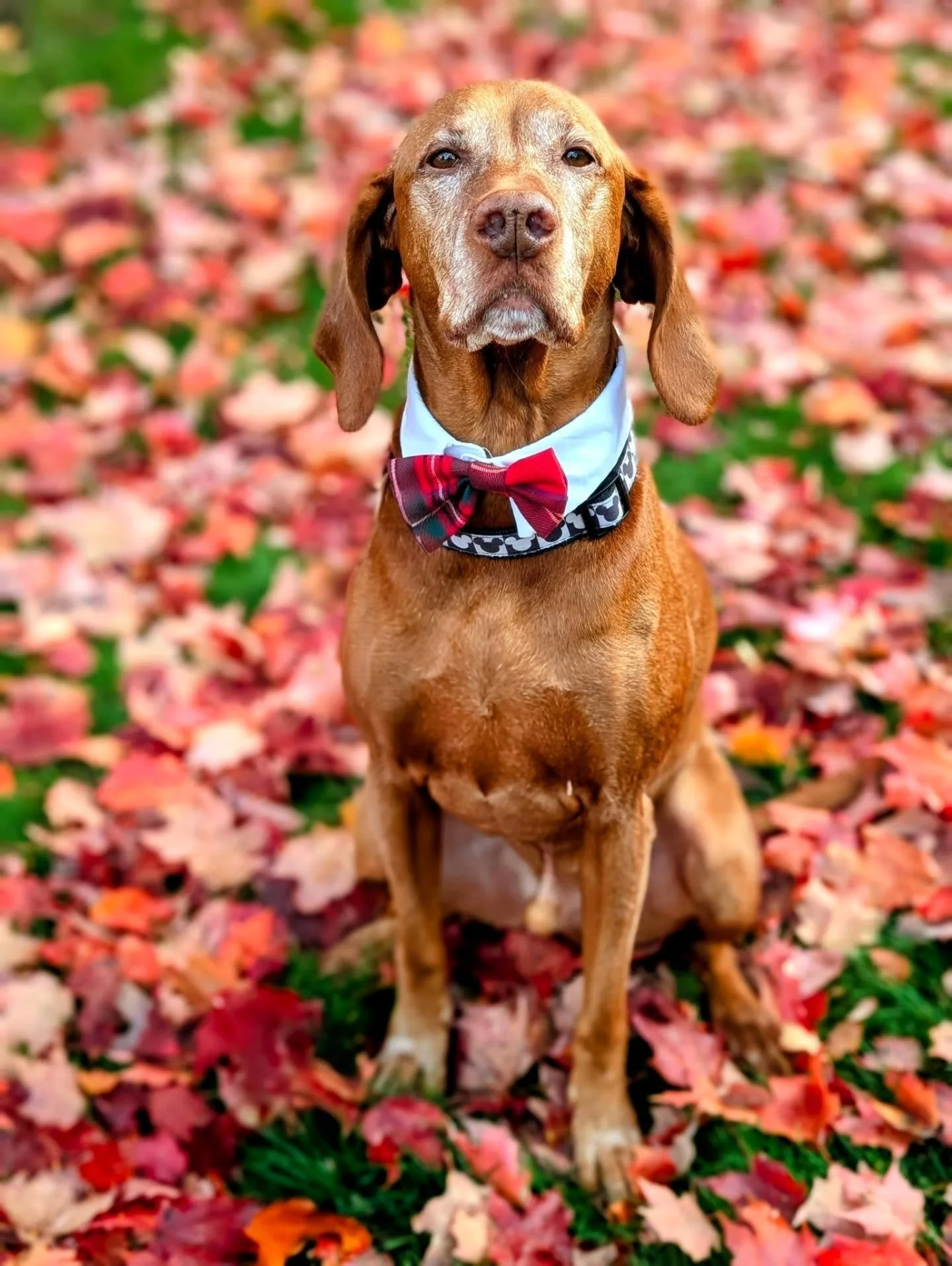 Happy Birthday Walter!🥳🐾

Our boy is 9 years old today and he is the absolute best &hearts;️. He is getting spoiled today before he unfortunately has to have dental surgery tomorrow. 😢 I hope he has a smooth recovery. 

Love you Walter!💛

#happyb