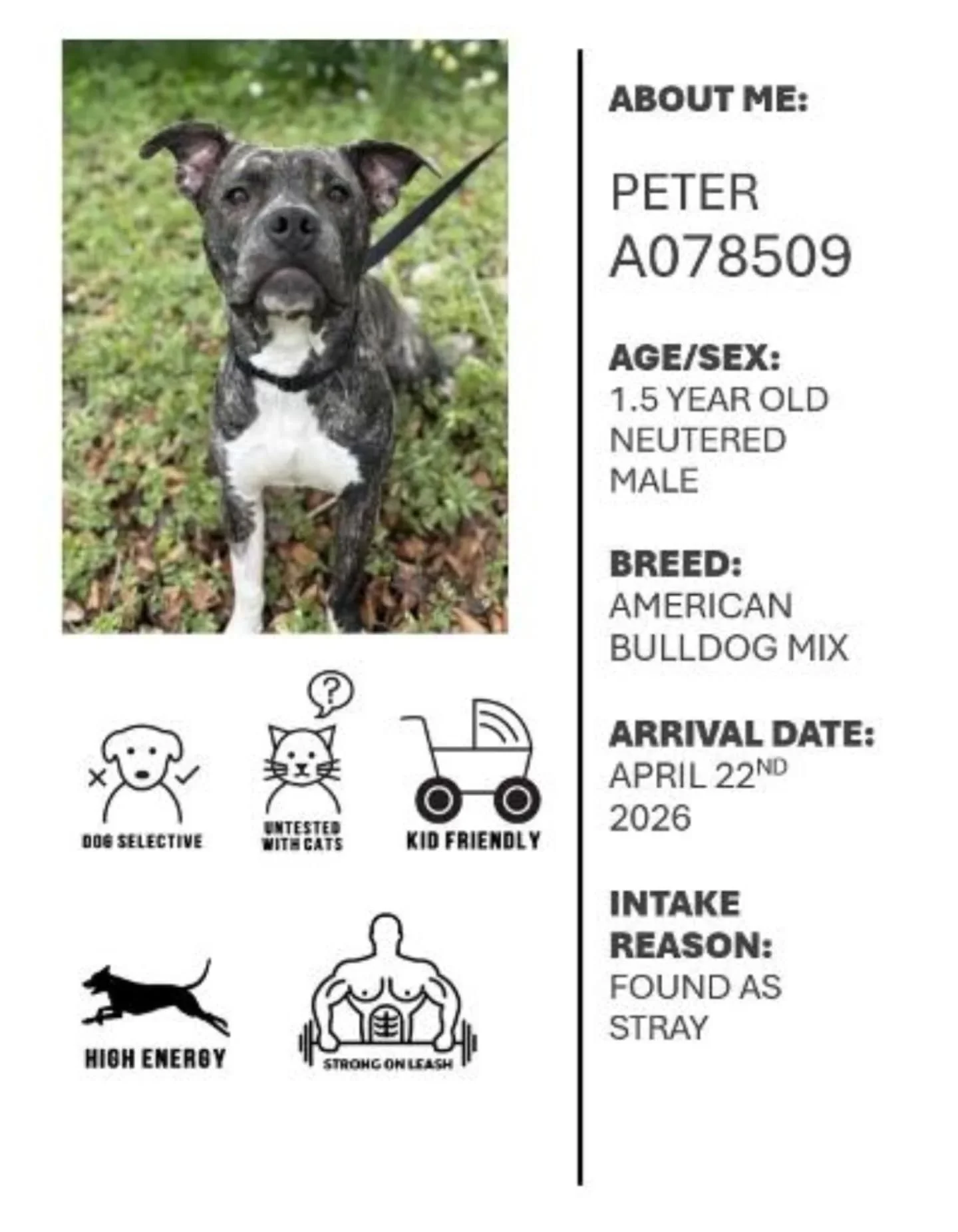 We are proud to be partnering with Oshawa Animal Services for a third year! Once again, every race week, we will be promoting a dog in their care that is in need of adoption. Let's start the season off with this gentleman....Peter!

Peter is a super 