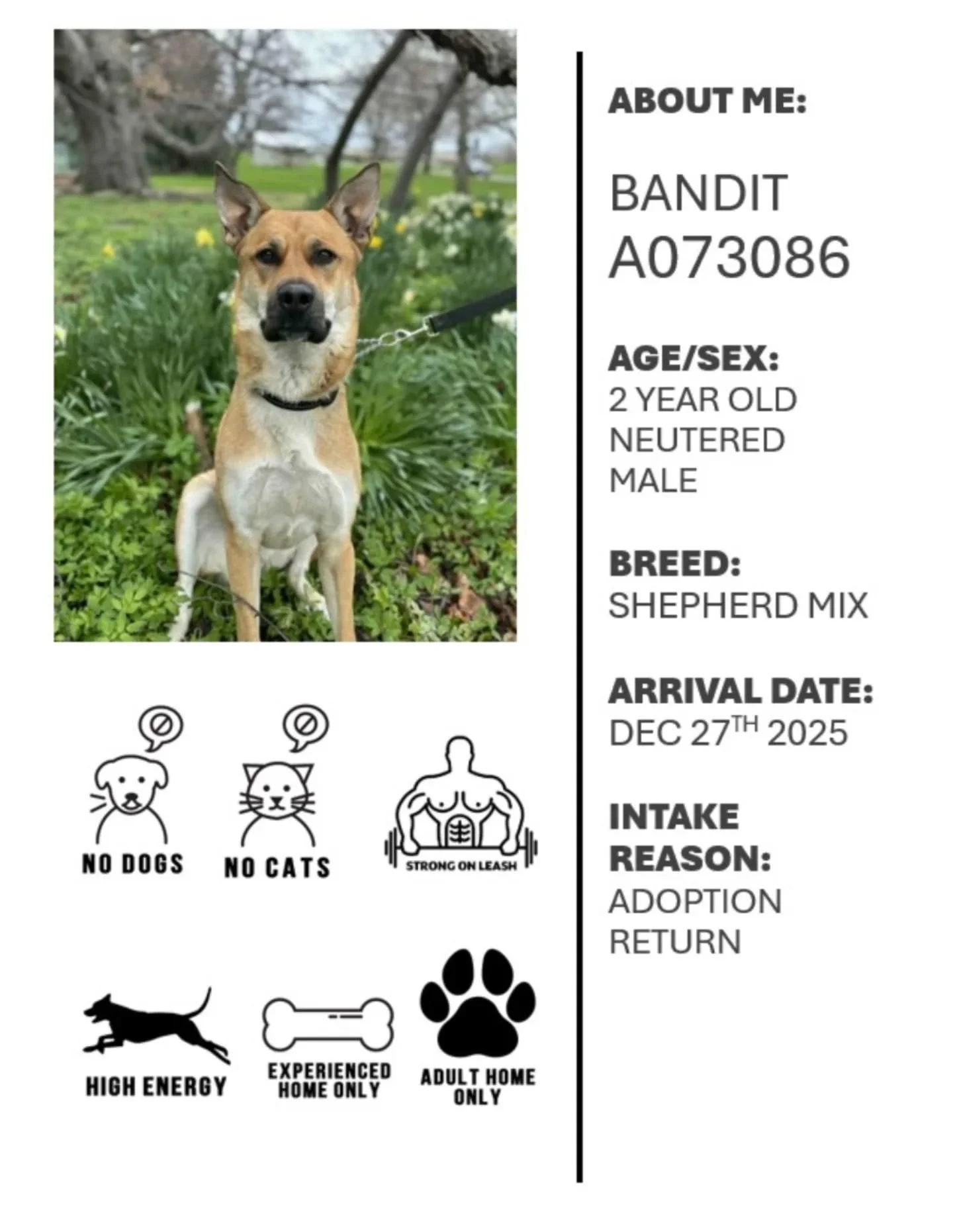 This race week, along with Oshawa Animal Services, we want to highlight Bandit who is looking for his forever home! 🐾

Bandit has been at the shelter for quite some time. He is a super sweet boy looking for a special home. He needs a home with no ca
