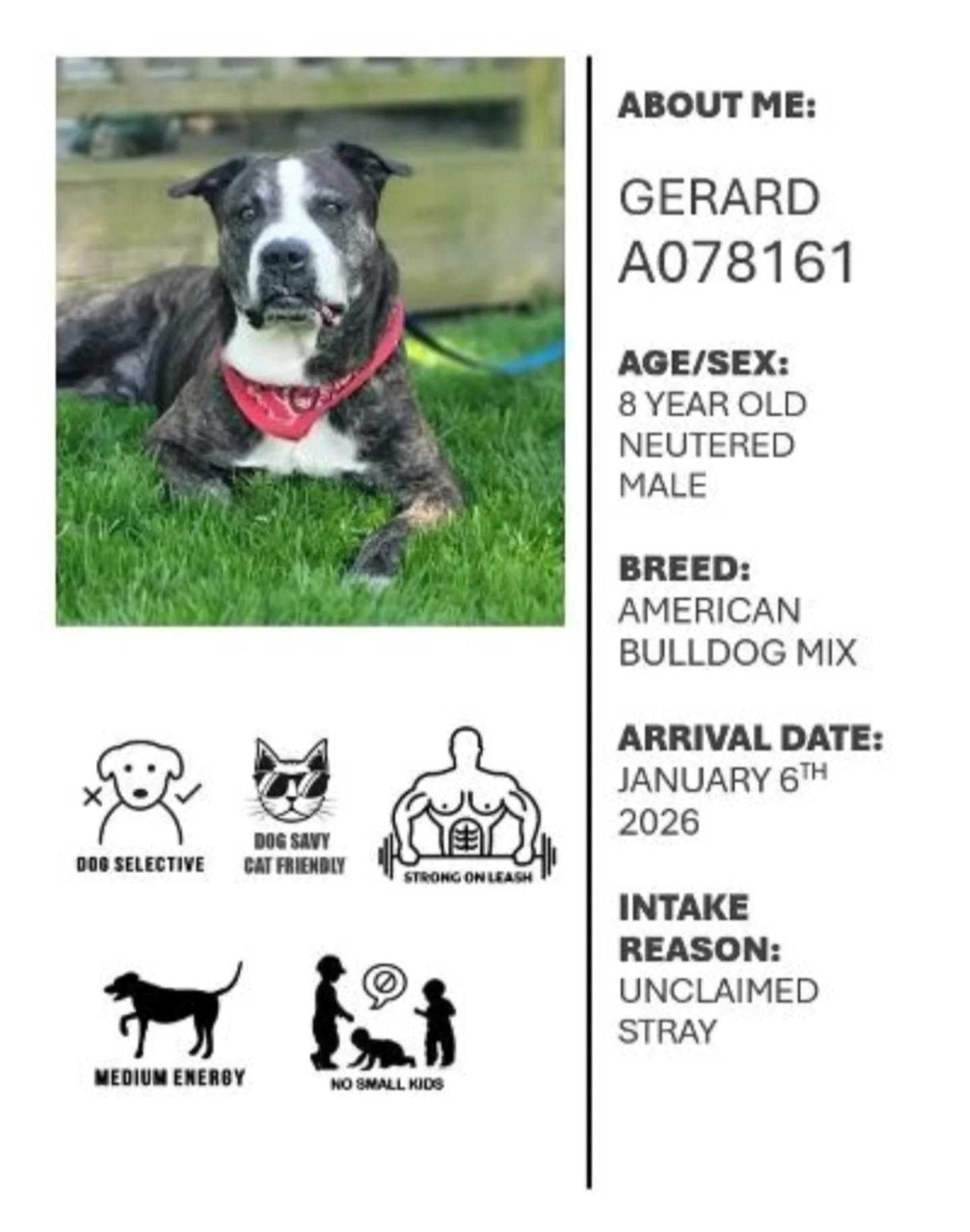 This week, with Oshawa Animal Services, we want to highlight Gerard!🐾

Gerard is a lovely older boy looking for a forever home to spoil him in his golden years. He is looking for a home with no small kids, but he wouldn&rsquo;t mind a dog or kitty f
