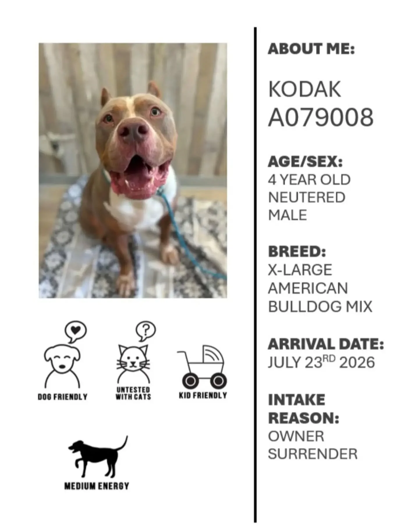 This race week, with Oshawa Animal Services, we would like to highlight Kodak! 

Kodak is a very large boy, weighing in at over 100lbs! He is a friendly giant and loves everyone he meets. He seems to enjoy the company of other dogs and kids too. Koda