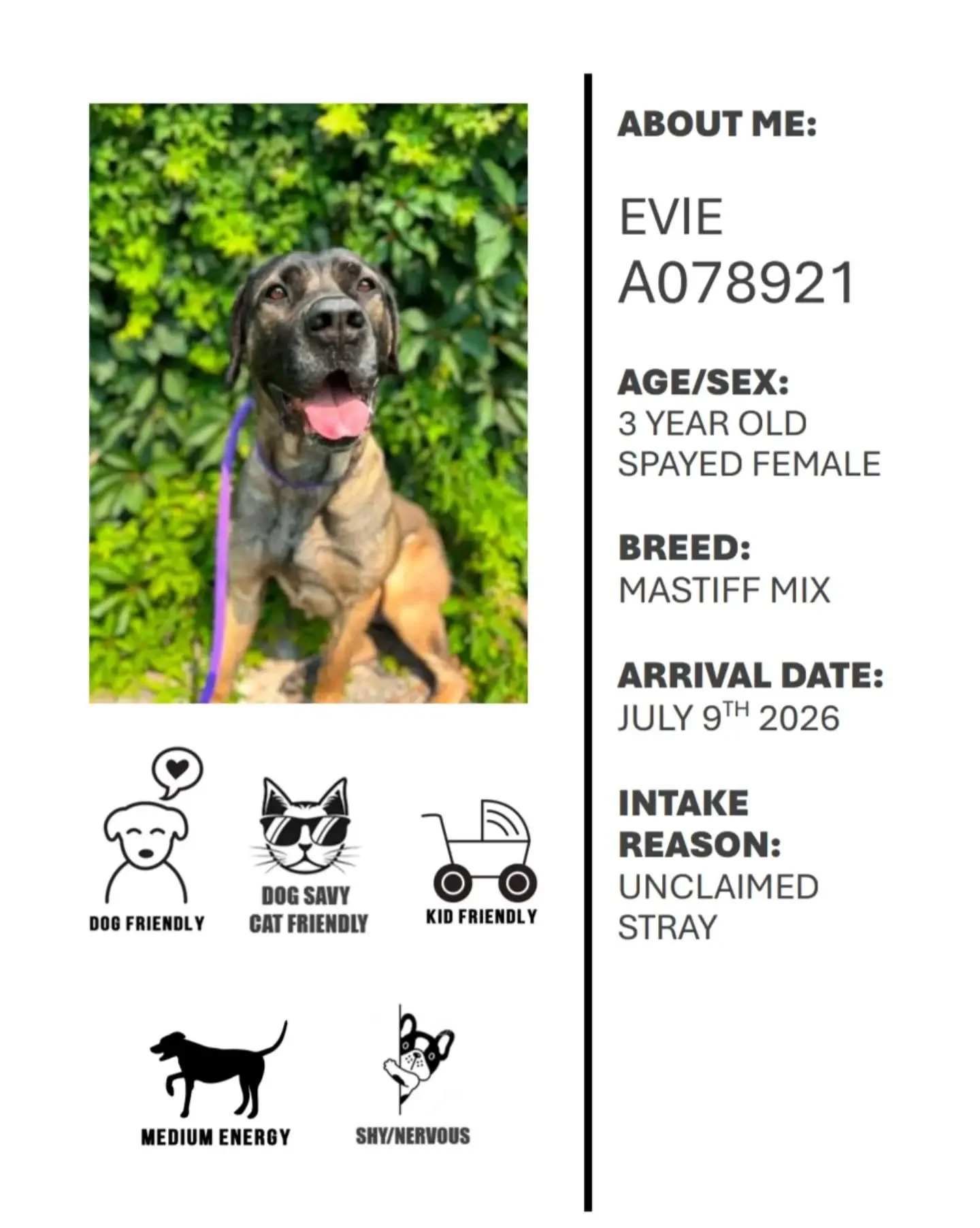 As I head into a double header race weekend we are highlighting double the dogs with Oshawa Animal Services! 

Please check out Evie and Elmer!! If you have any questions or think you could help these pups find their forever homes please contact OAS!