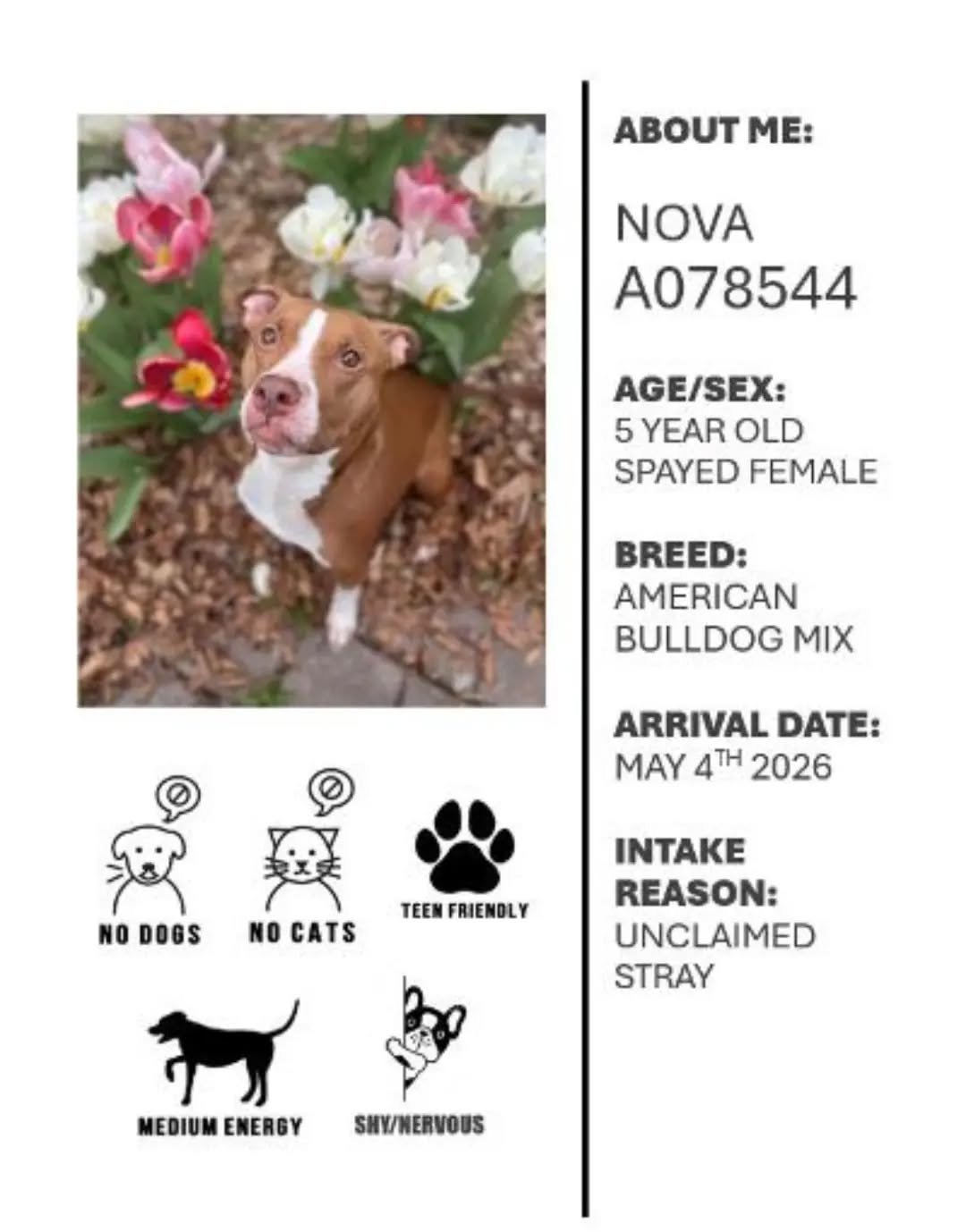This week, with Oshawa Animal Services, we would like to promote Nova!🐾

Nova has been at the shelter since the beginning of May. When she first arrived at the shelter, she was very shy and shut down. Once she learned she could trust the staff, her 
