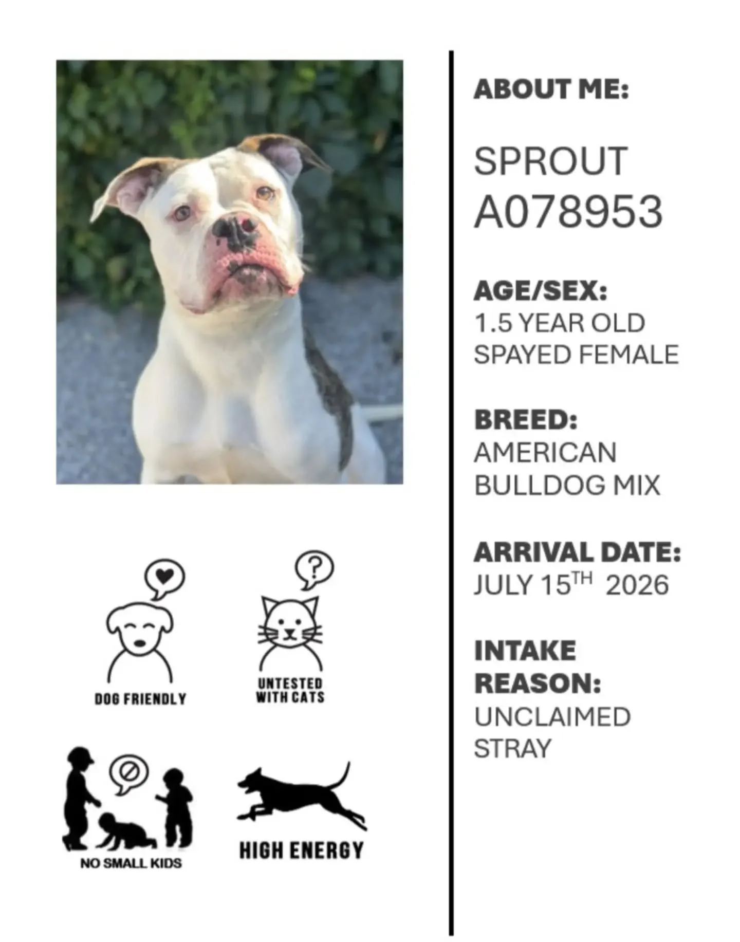 We were so preoccupied watching the weather for our race day last weekend that we forgot to post our race week dog from Oshawa Animal Services!! So let's do that now!

This week we have Sprout! She is a very goofy girl with tons of energy! She absolu