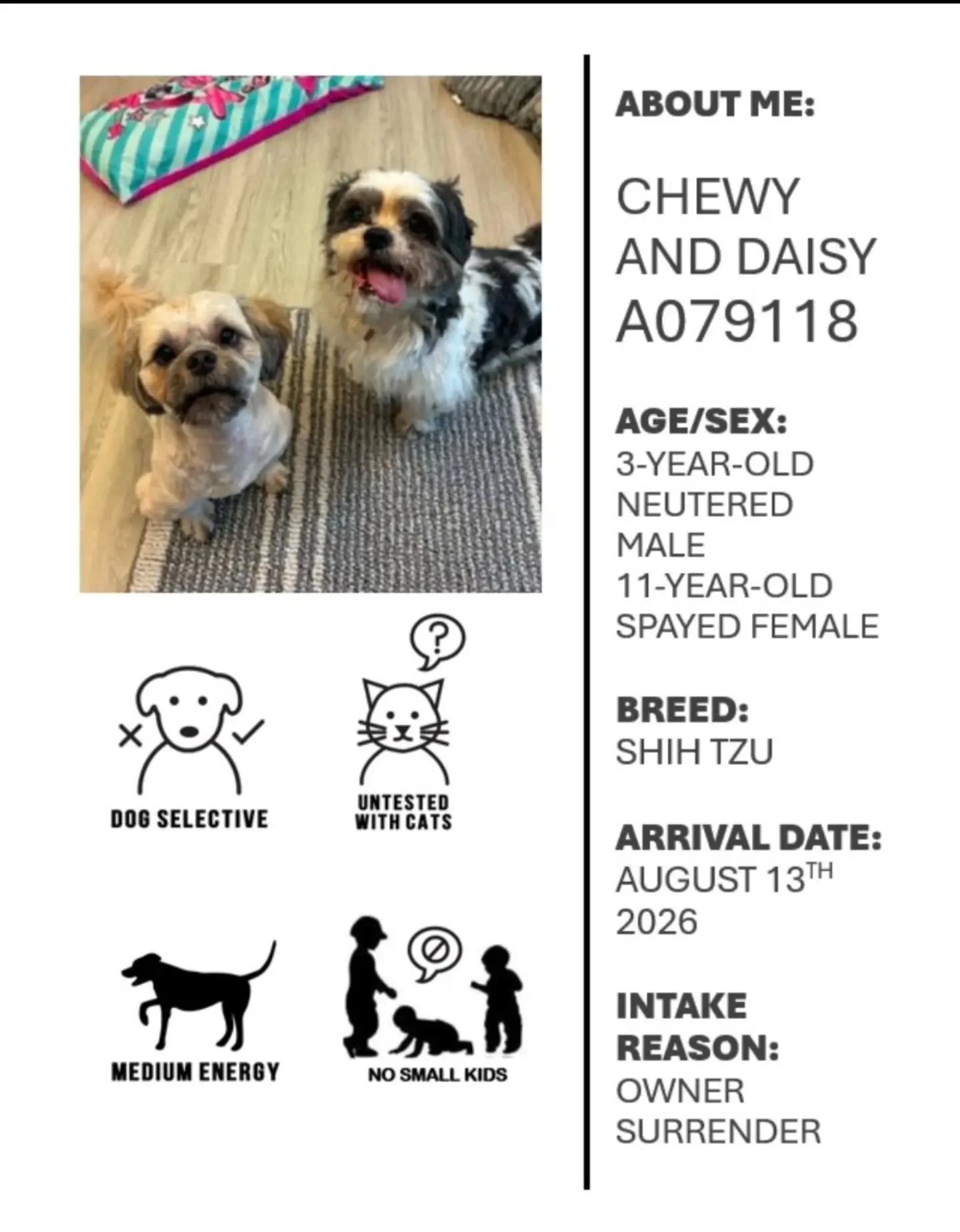 This race week, with Oshawa Animal Services, we have the cutest little bonded pair. Chewy is 3 years old and Daisy is 11 years old. They are looking for a home together.&nbsp;Chewy is a very friendly and confident young fellow. He greets everyone he 
