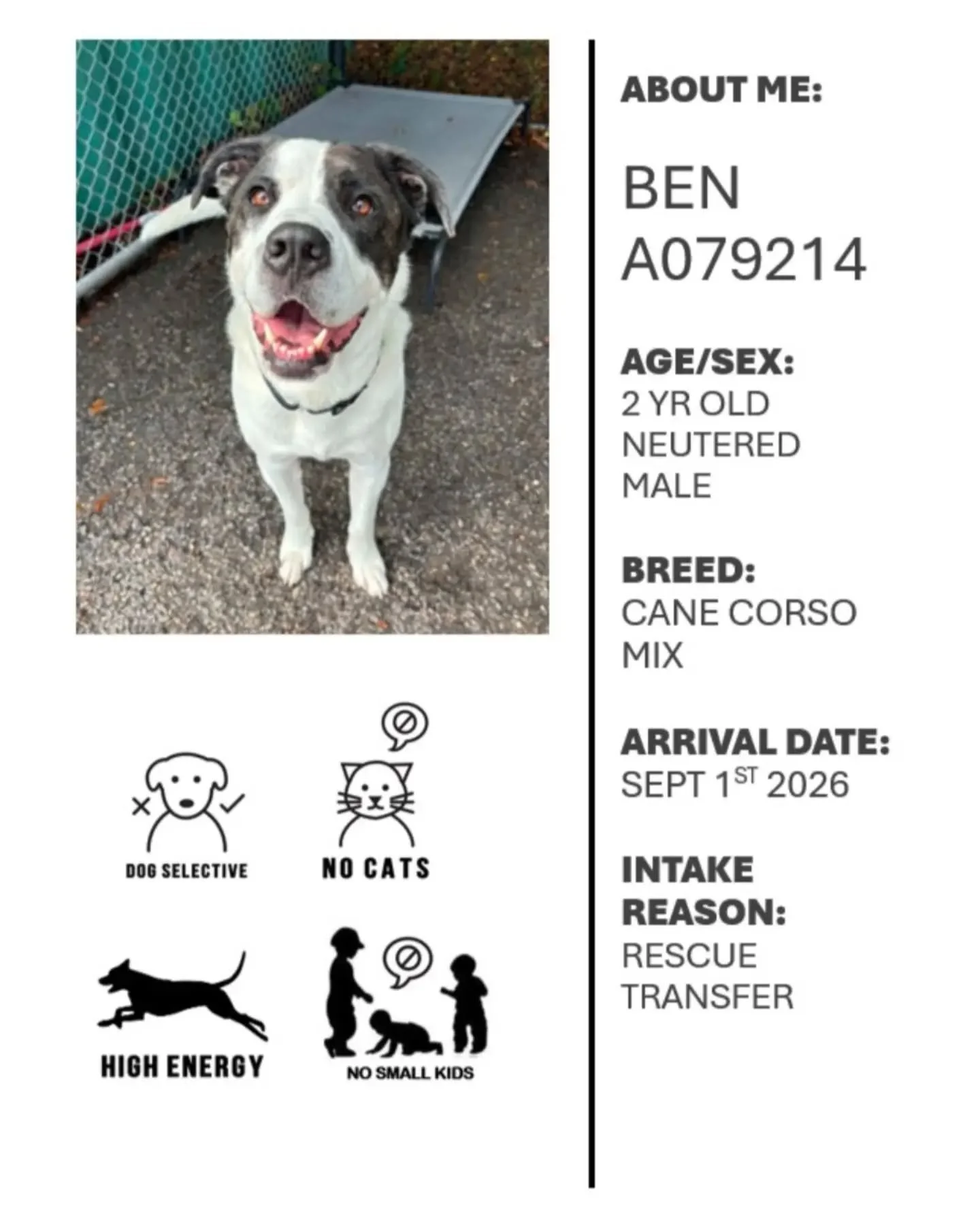 This race week, with Oshawa Animal Services, we are highlighting Ben! 

Ben is a 2-year-old Cane Corso mix. Ben is a super sweet boy who loves everyone he meets! He is a big boy that doesn&rsquo;t quite know his size, because of this we recommend no 