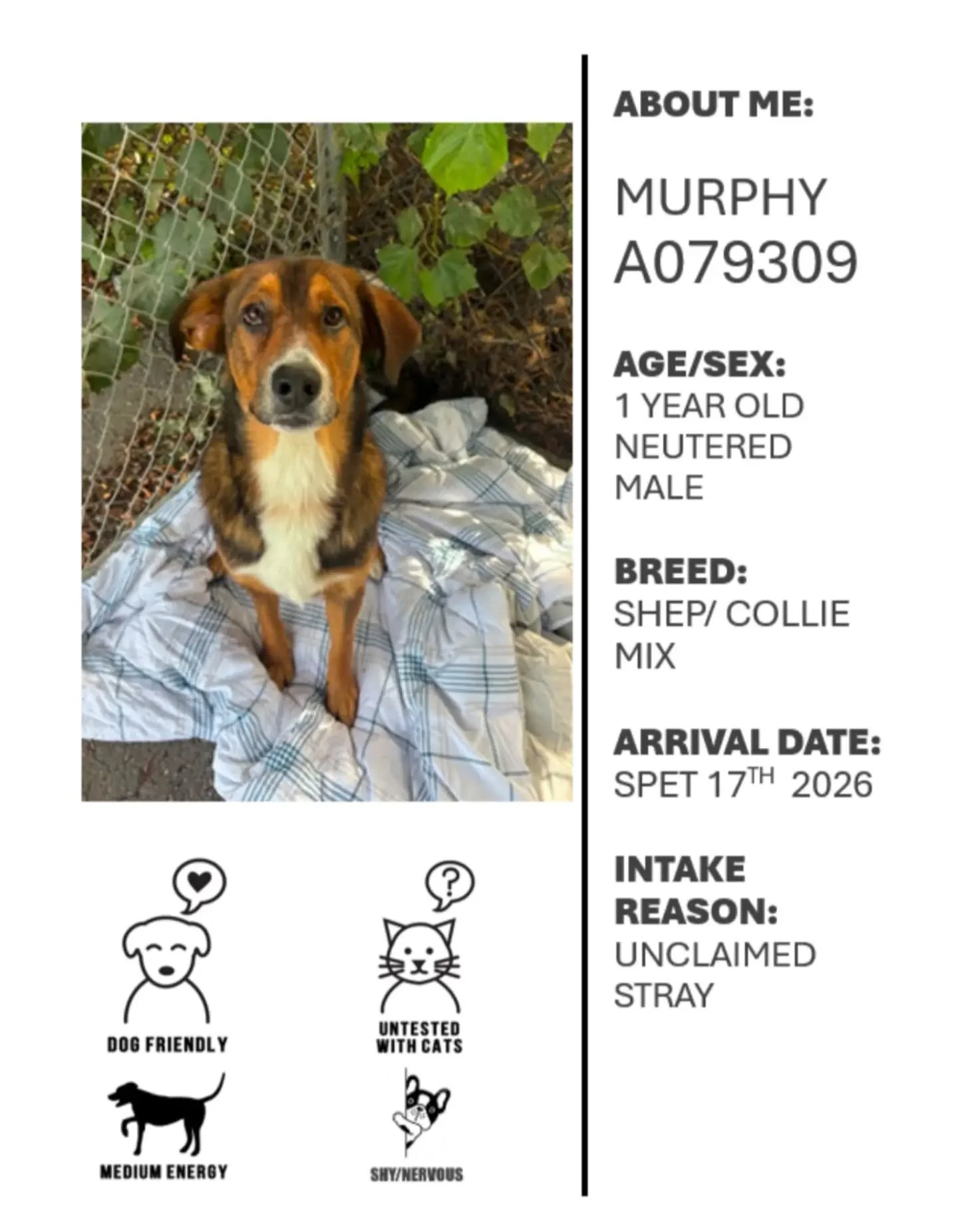 This race week, with Oshawa Animal Services, we are highlighting Murphy! 

Murphy is a very sweet boy but can sometimes be shy when meeting new people. He loves going for walks with volunteers and seems to like other dogs as well. Since he is shy at 
