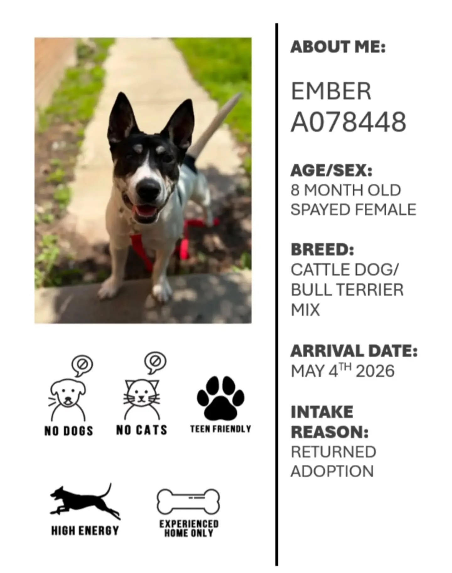 Our final race weekend has two feature races so, with Oshawa Animal Services, we are highlighting two dogs who are looking for their forever homes. 

First we have Ember! Ember is a super energetic girl looking for her forever family. She is looking 