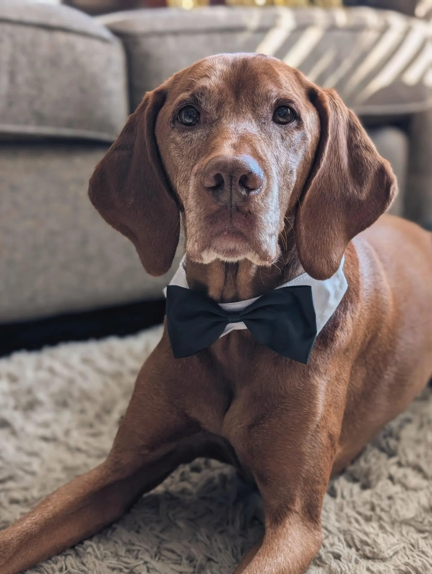 Happy 10th Birthday Walter!🥳 
He has been celebrating in his dog tuxedo all day with lots of treats! Love you so much Walter... you are the absolute best. 🤎🐾

@thelegendarywalter
