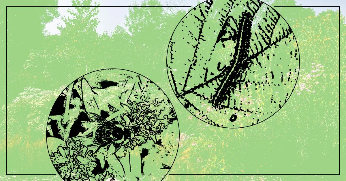 nativelandscape_teaser.jpg