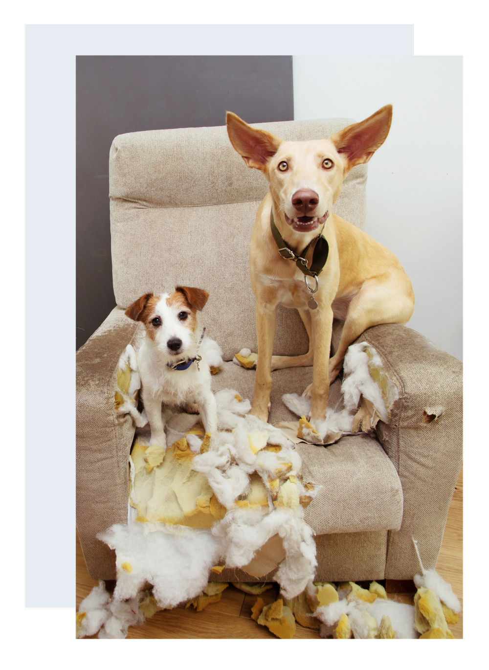 InHome Private Dog Training Program