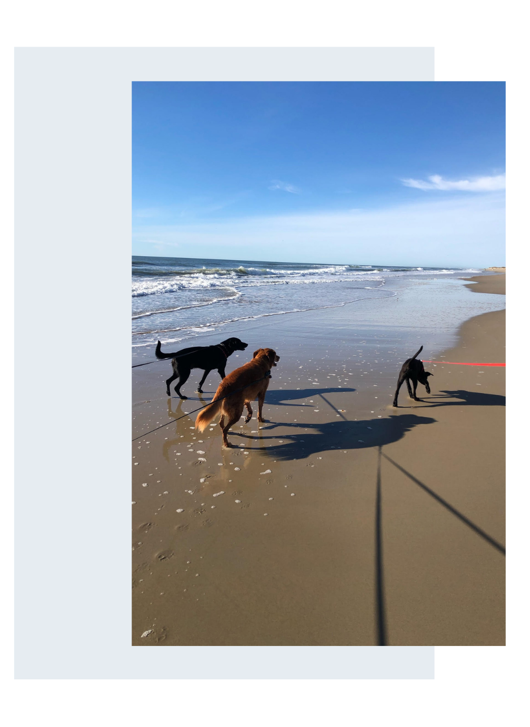 Initial Dog Behavioral Assessment and Consultation