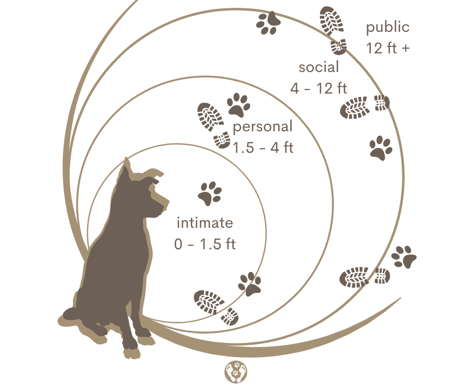 Dogs and the importance of “space”