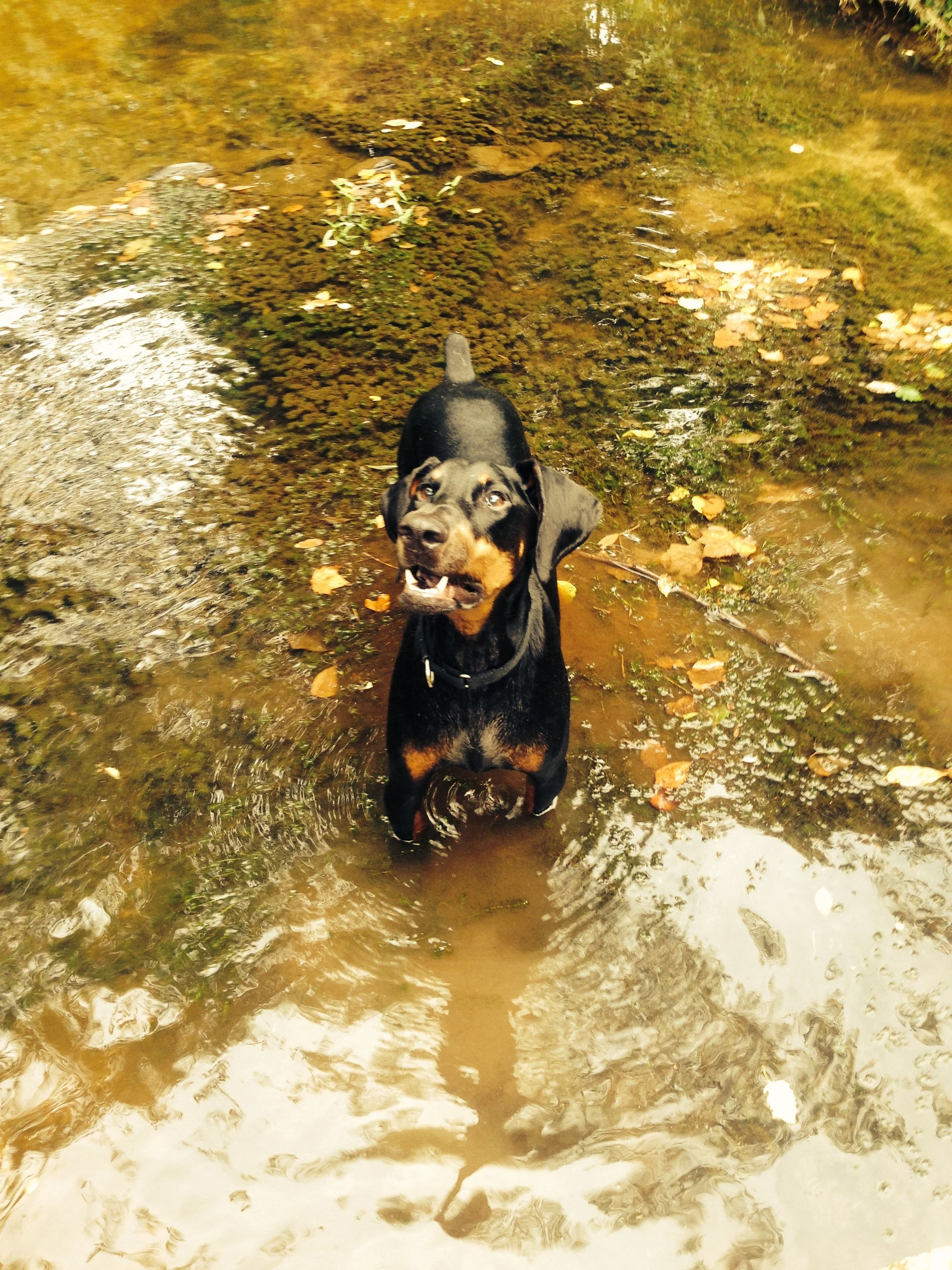 Will the loss never end.